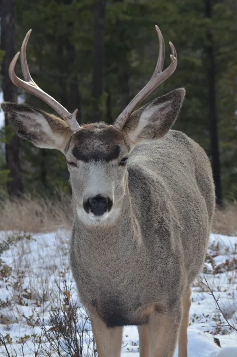 A deer with antlers standing in snow at the edge of a forest.