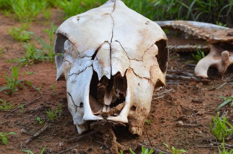 An animal skull resting on earth among leaves and twigs.