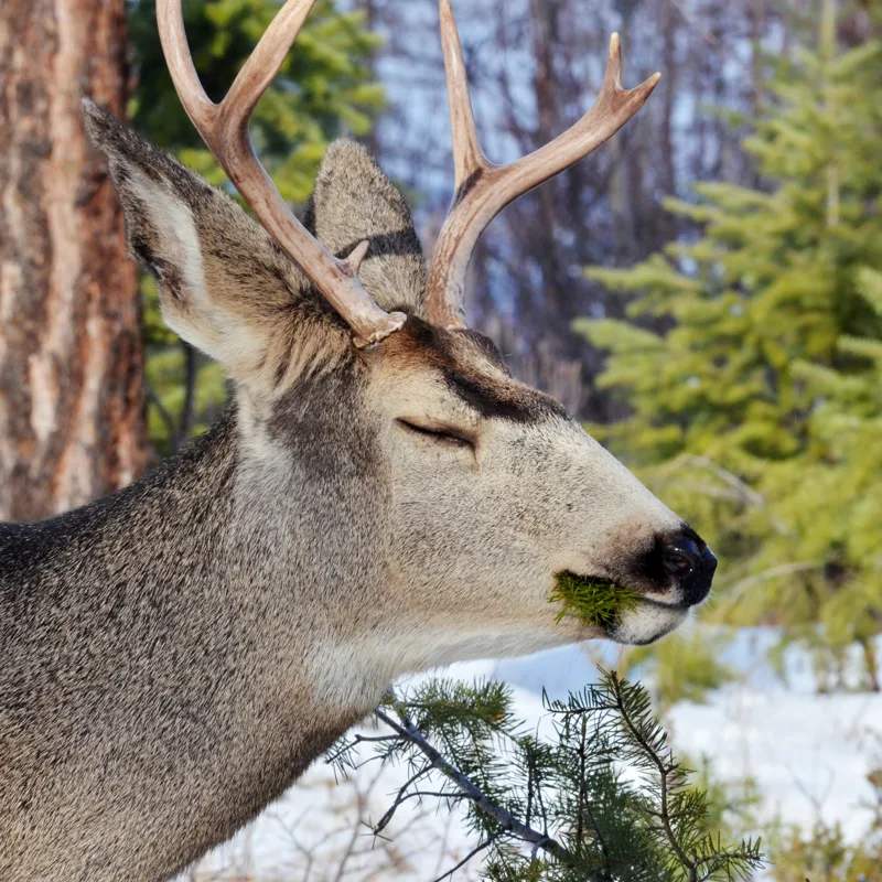 Close-up of a deer with antlers, standing among trees.