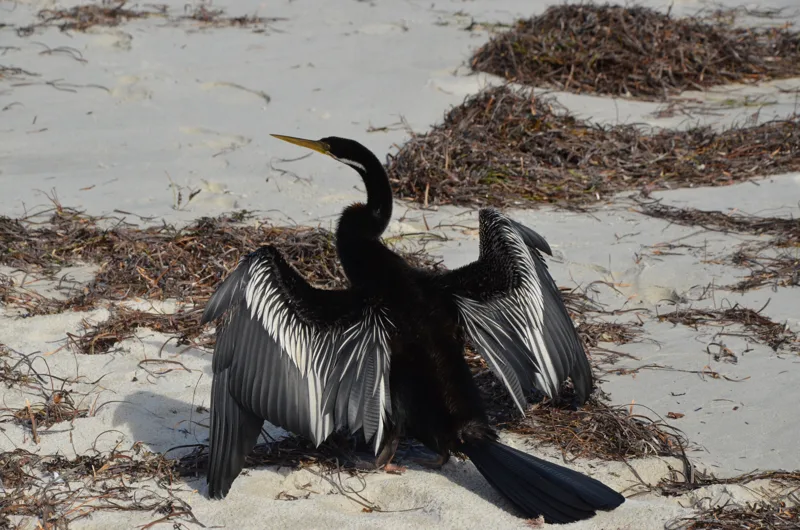 A dark waterbird spreading its wings on a sandy shore.