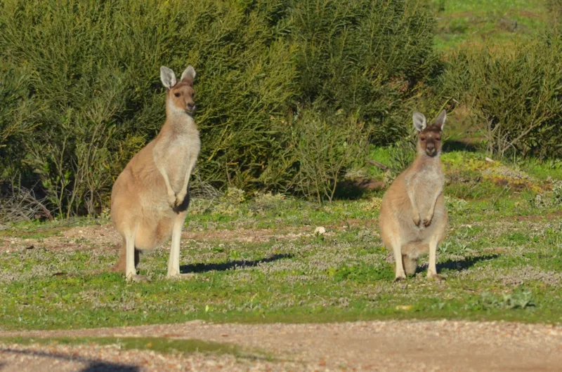 Two kangaroos in a grassy clearing surrounded by greenery.