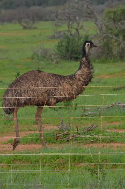 An emu standing behind a wire fence in green grass.